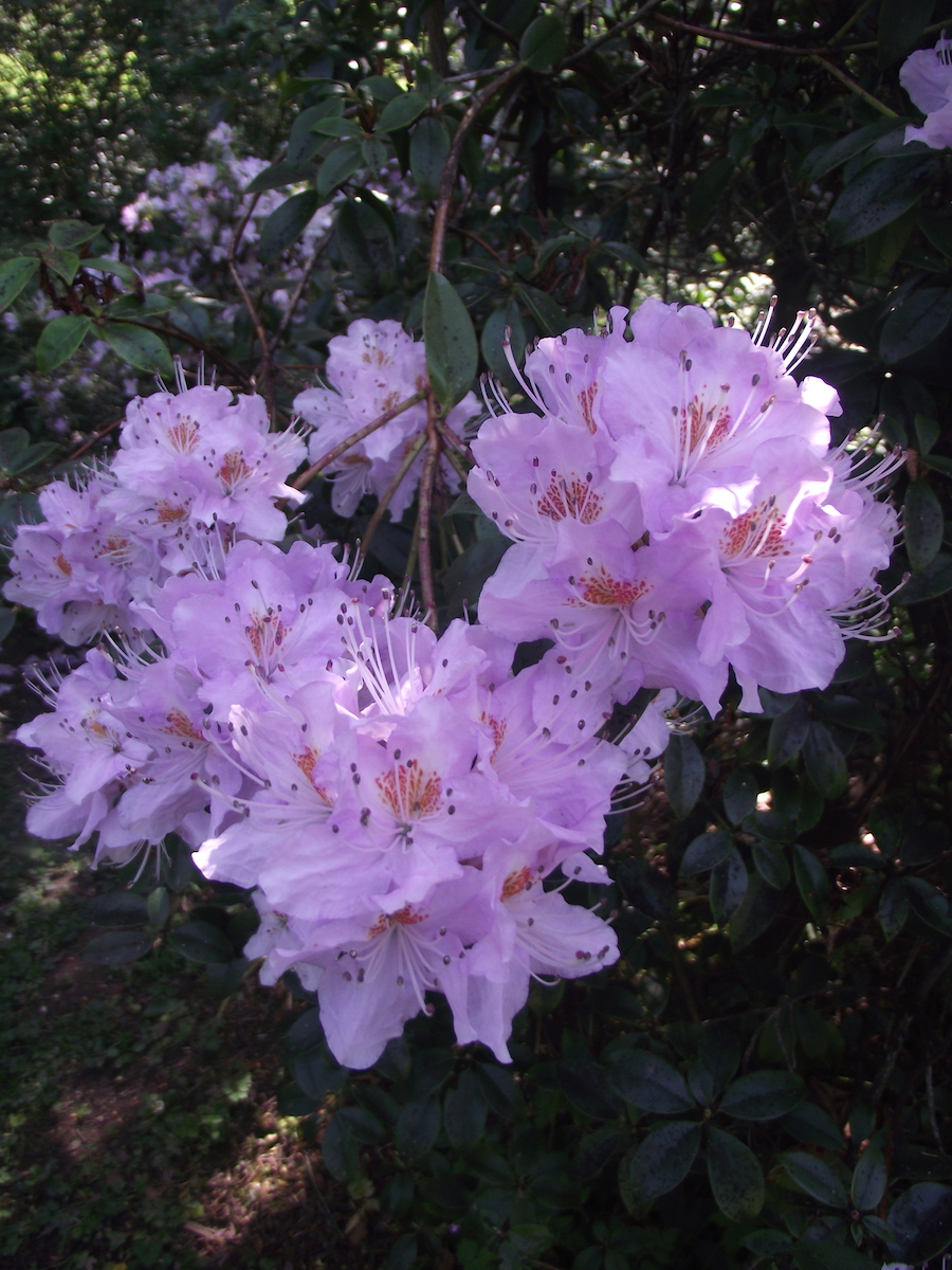 R. rigidum